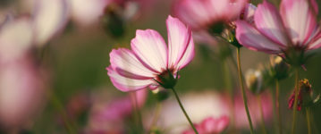 野粉紅。波斯菊