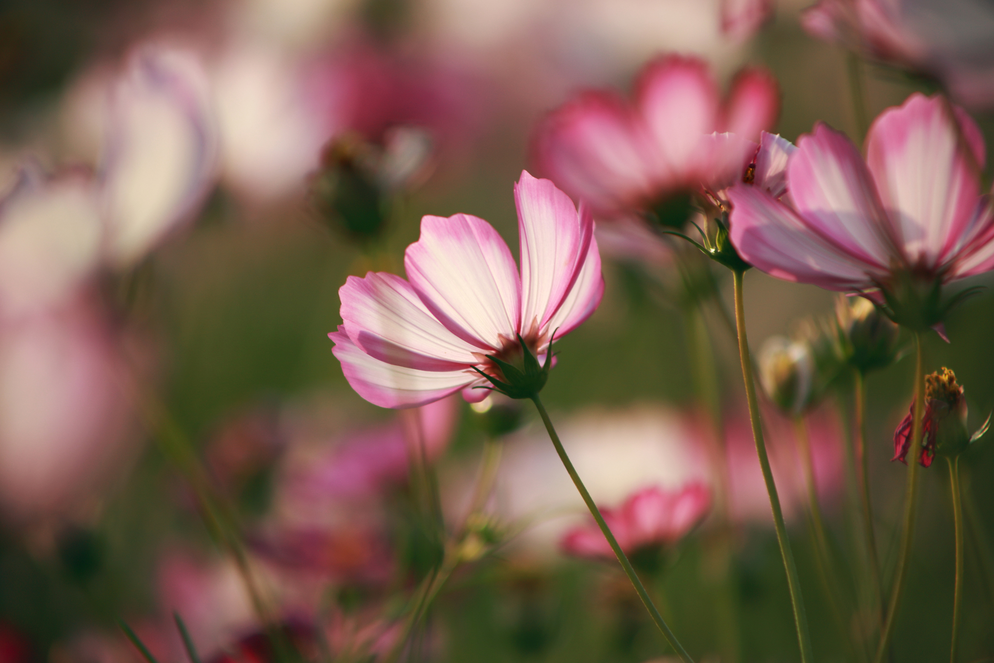 野粉紅。波斯菊