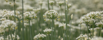 大溪。韭菜花田