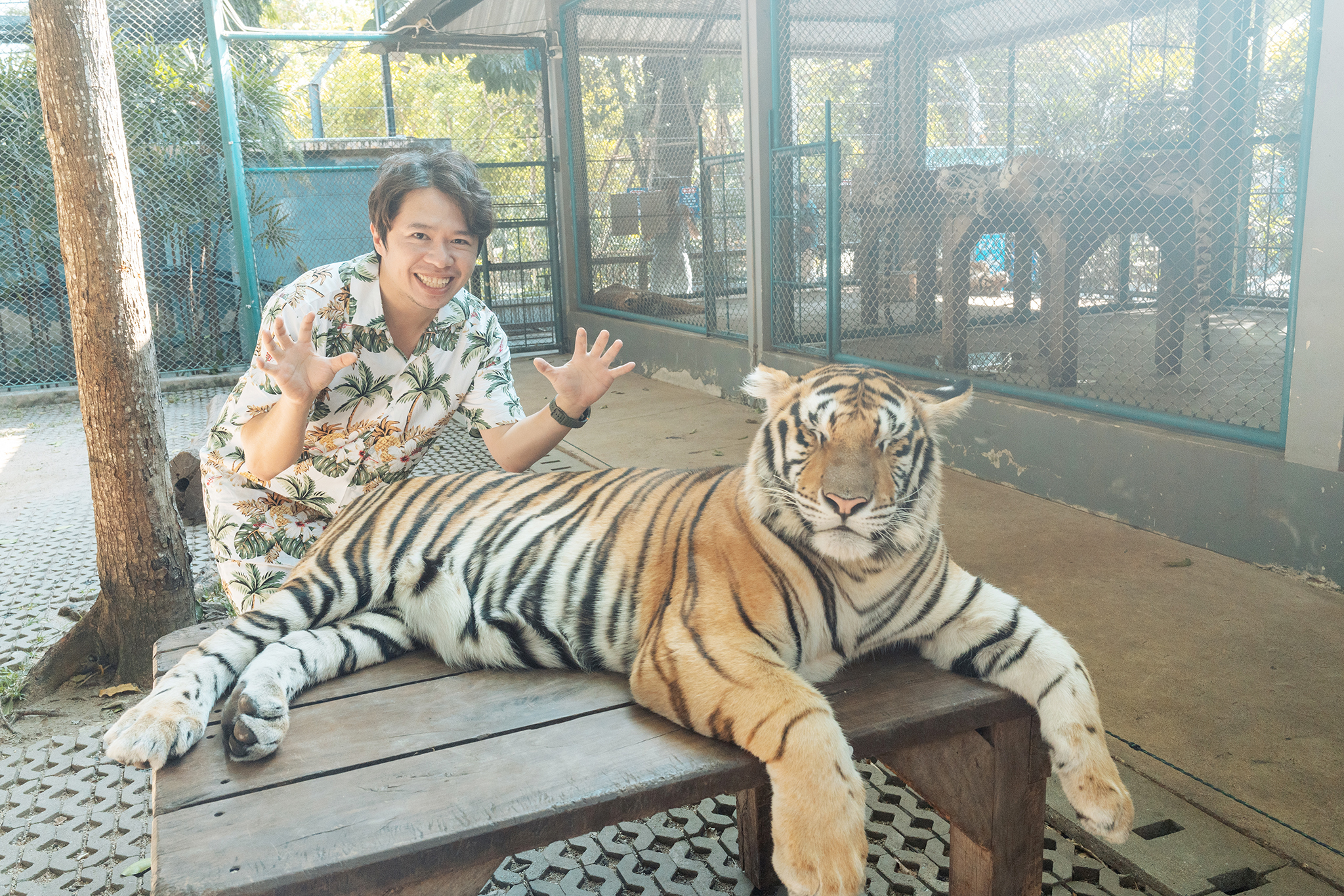 2025芭達雅。老虎園