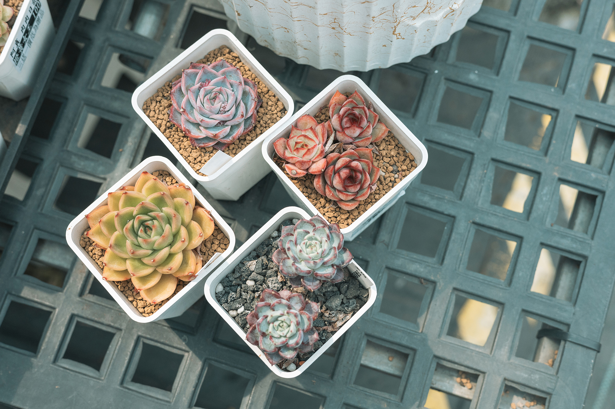 龍潭。阿真肉肉日記