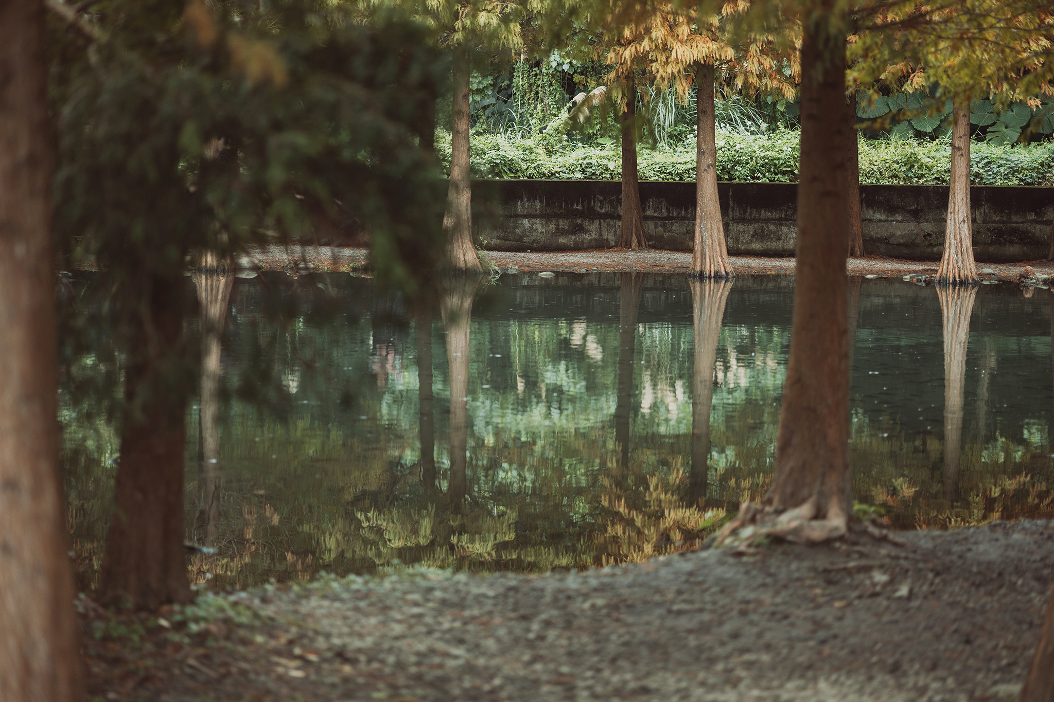 大溪。月眉人工濕地